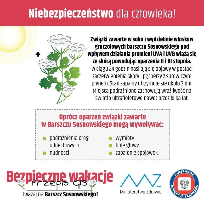 Oprócz oparzeń związku zawarte w barszczu Sosnowskiego mogą...