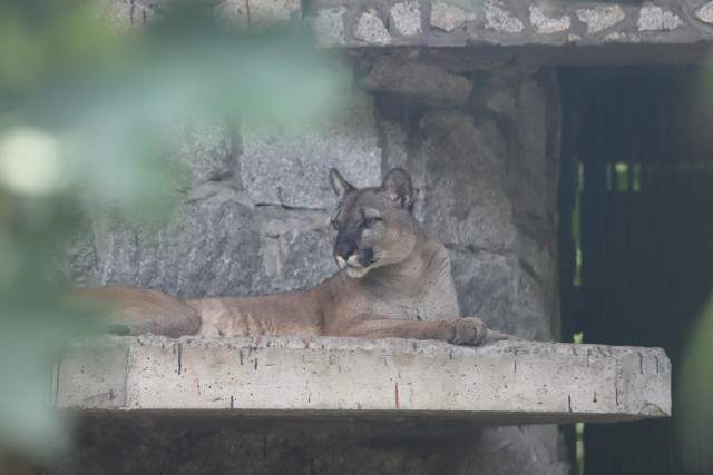 Puma - artykuły | Dziennik Zachodni