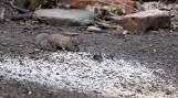 Szczury w Szczecinie. Gdzie jest ich najwięcej? [LISTA ULIC]