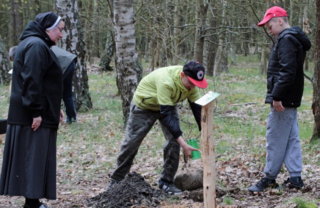 Kilkaset osób wzięło udział w akcji sadzenia drzew w lesie komunalnym w Grudziądzu. Powstała aleja bukowa mieszkańców miasta. >> Najświeższe informacje z regionu, zdjęcia, wideo tylko na www.pomorska.pl 