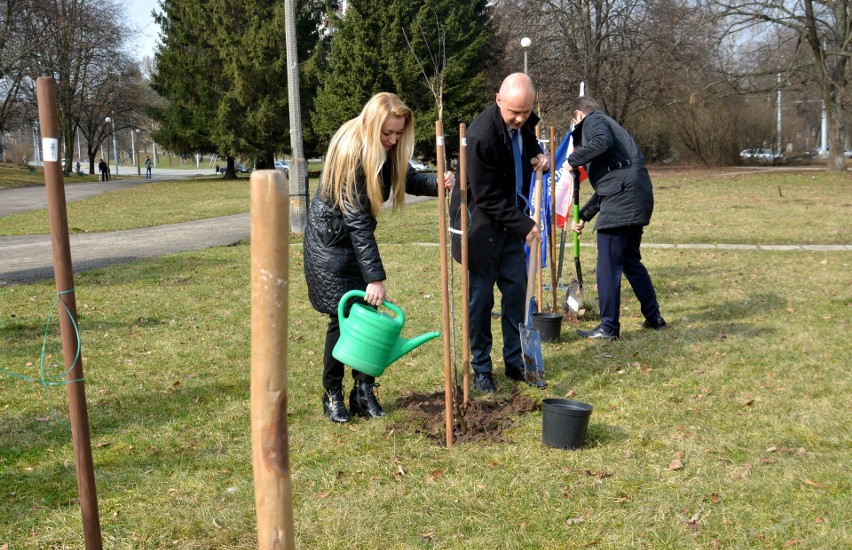 Lubelska Platforma posadziła drzewa. Przeciwko Lex Szyszko