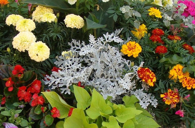 Starce popielne mają piękne liście, powycinane jak koronka. Rzadko występują w roli głównej, ale są świetnym uzupełnieniem kompozycji kwiatowych.