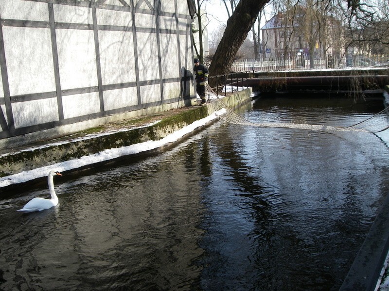 Slupscy strazacy uratowali labedzia plywającego po Kanale...