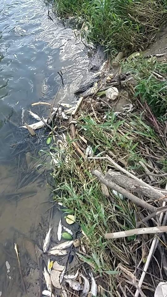 Powiat brzeski. Tysiące martwych ryb w Uszwicy. Ktoś zatruł rzekę? [ZDJĘCIA]