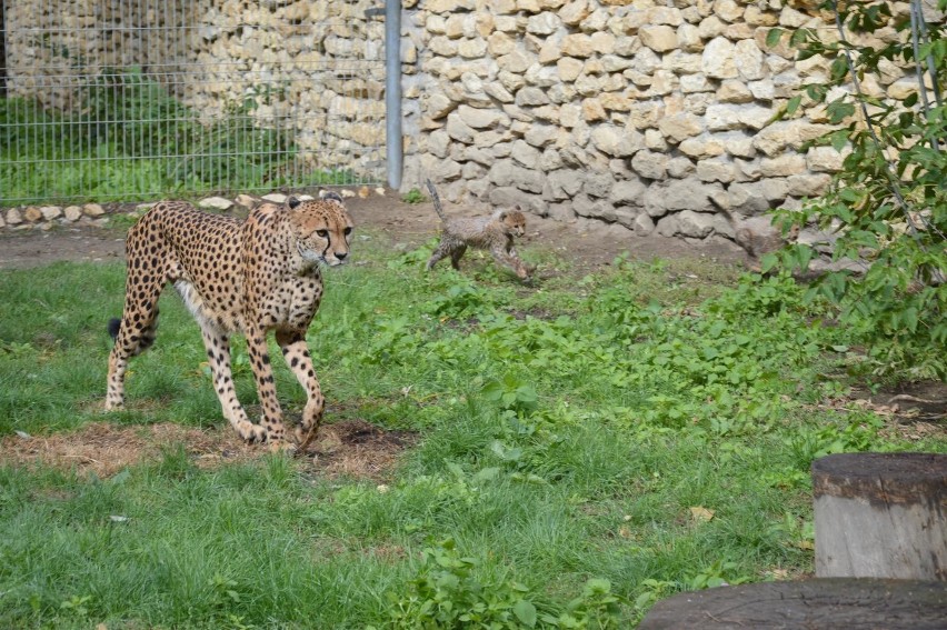 24.09.2018 opole zoo ogrod zoologiczny gepard male gepardy...