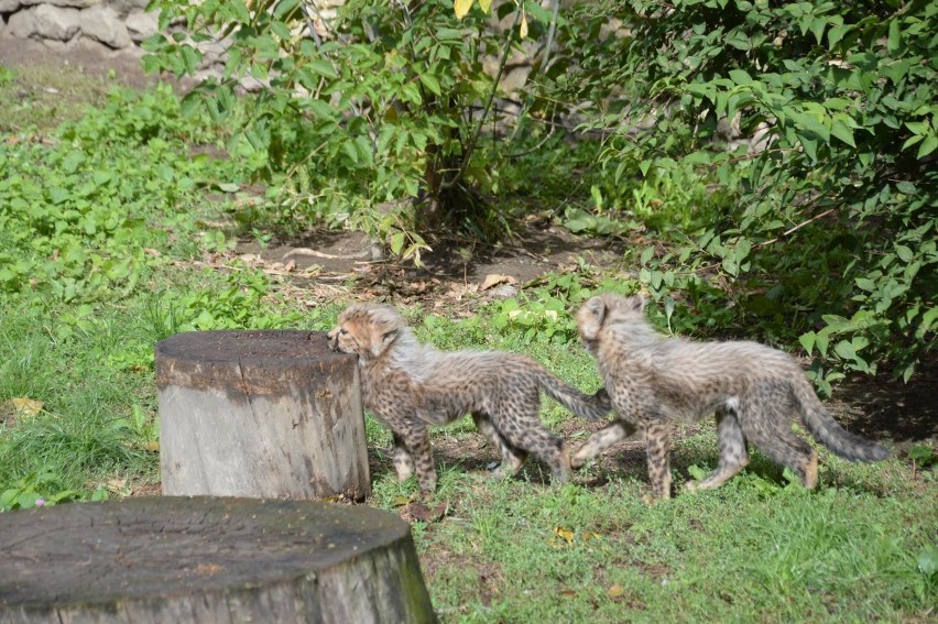 24.09.2018 opole zoo ogrod zoologiczny gepard male gepardy...