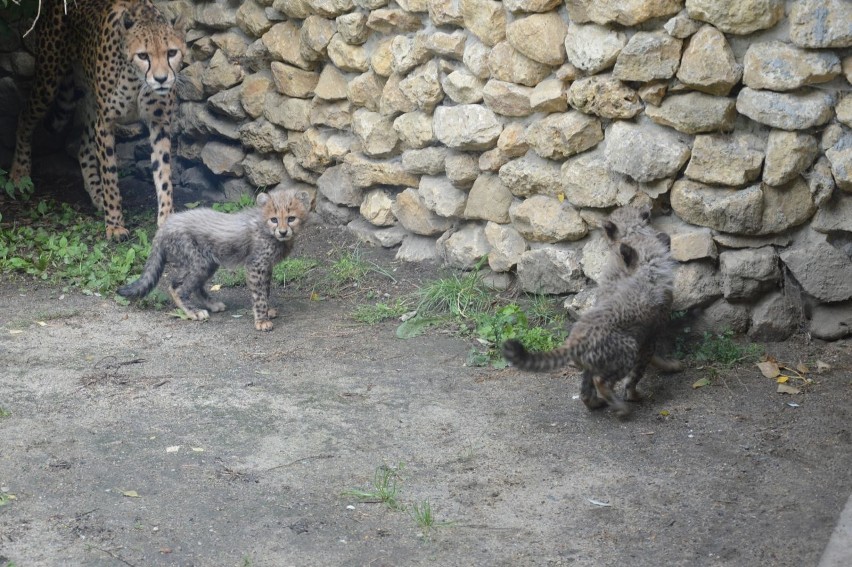 24.09.2018 opole zoo ogrod zoologiczny gepard male gepardy...