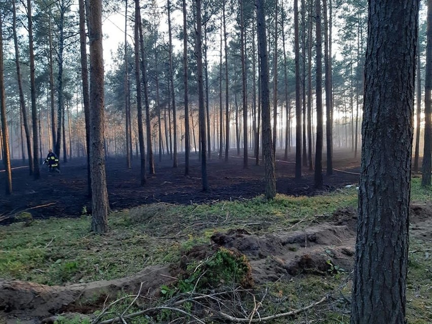 Pożar lasu w Kwiatkowie gm. Chorzele 02.07.2019.