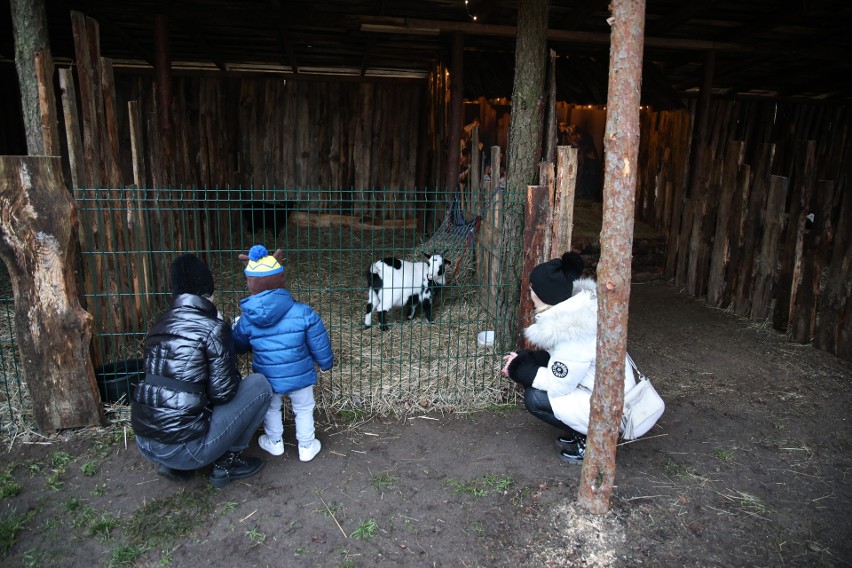 Żywa szopka w zoo "Leśne Zacisze" w Lisowie.