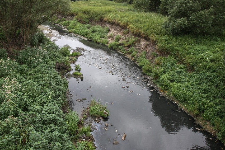 Martwe ryby w Jasieniu, ale rzeka nie została zanieczyszczona [ZDJĘCIA]