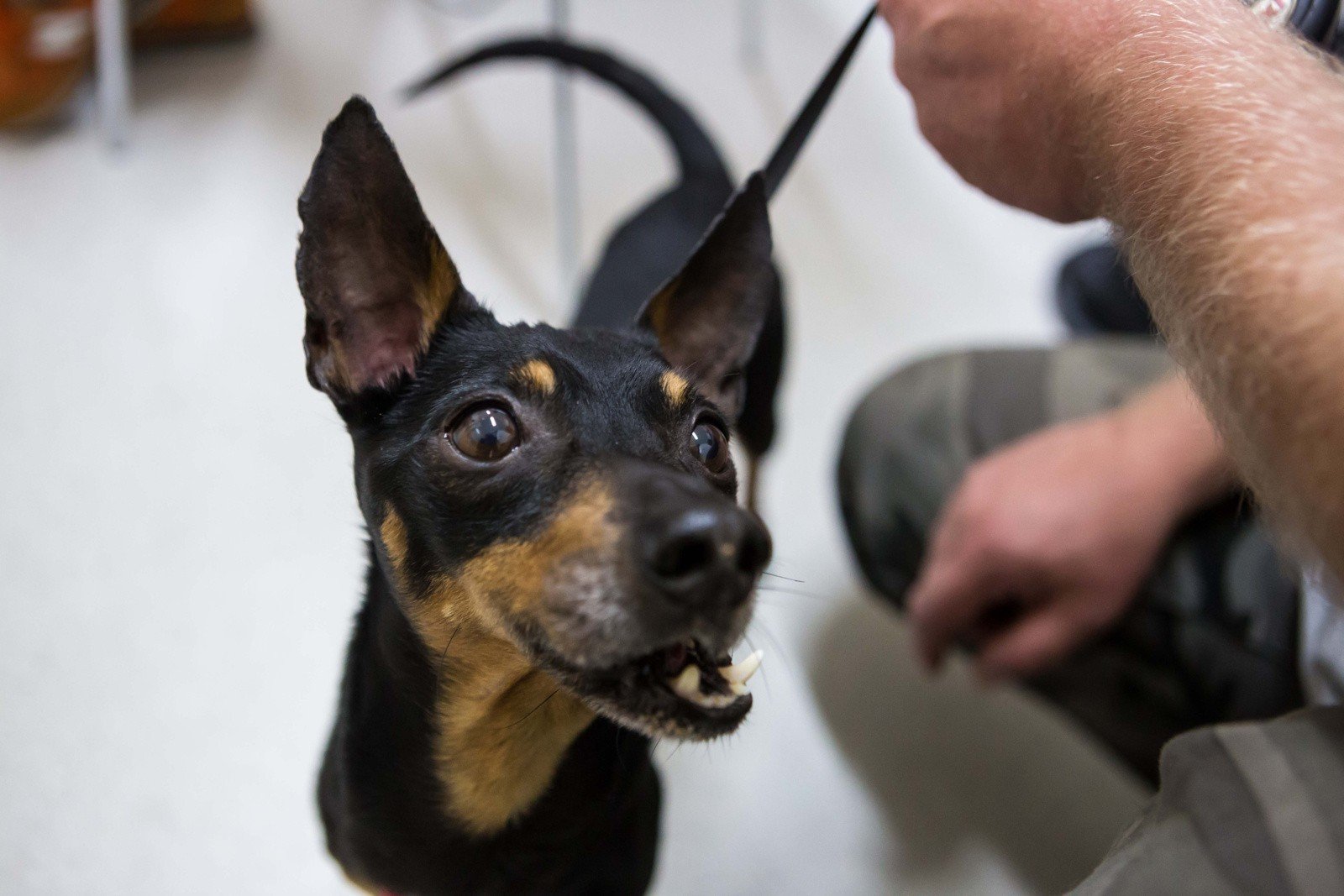 Rząd zapowiada obowiązek czipowania psów w 2023 roku. Sprawdzamy, ile to  kosztuje i na czym polega | Strefa Biznesu
