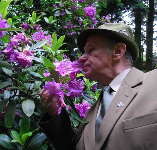 - Aby zobaczyć i powąchać różnobarwne rododendrony i azalie, nie trzeba koniecznie jechać do Mosznej, można też do Lipna - radzi Wiesław Pogonowski.