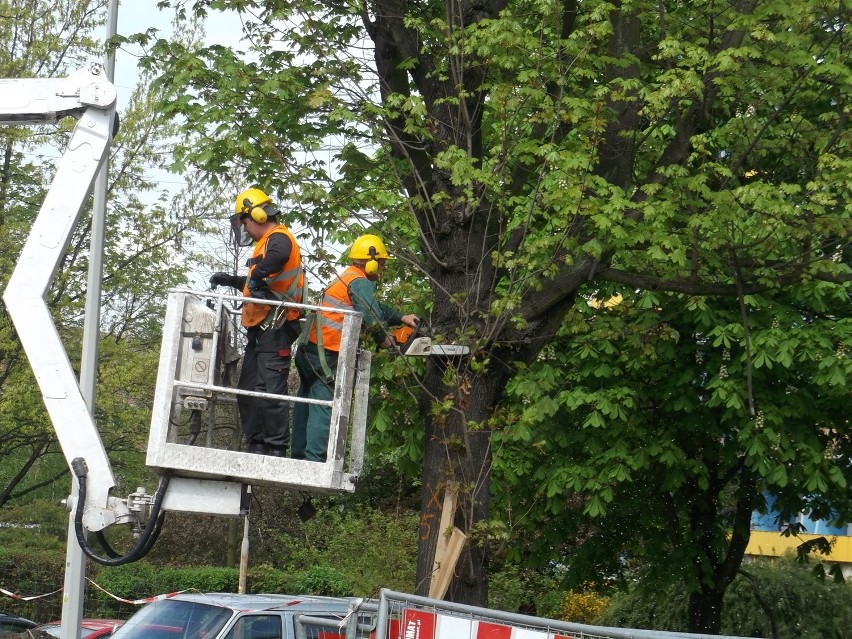 Wrocław: Drogowcy wycinają drzewa wzdłuż Przyjaźni (ZDJĘCIA)