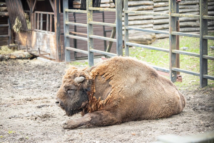 Akcent Zoo w Białymstoku