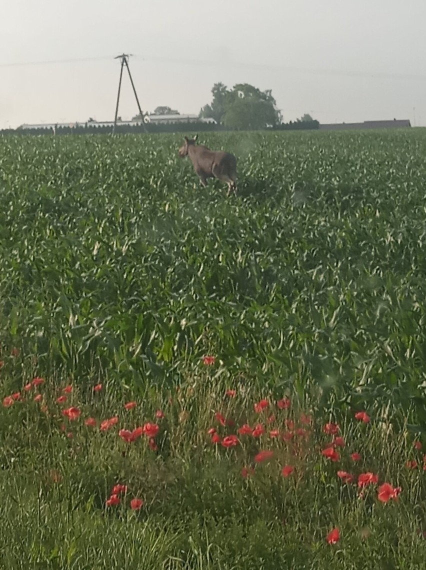 Czytelnicy Gniezno Nasz Miasto od kilku tygodni nadsyłają...