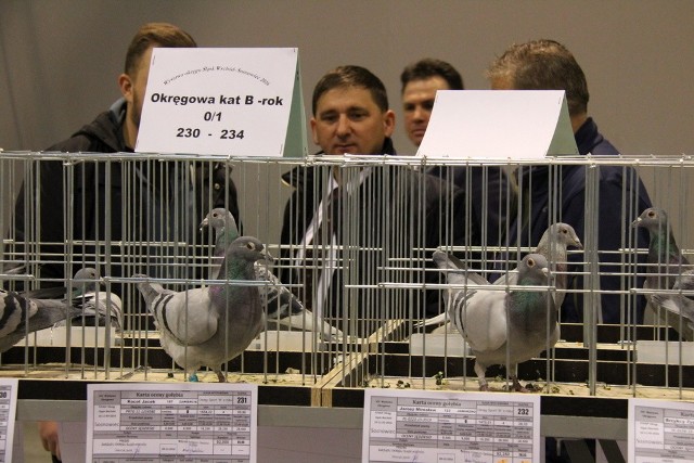 Okręgowa wystawa gołębi pocztowych w Silesia Expo w Sosnowcu