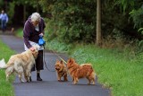 Te rasy psów są najlepsze dla seniorów. Te czworonogi będą idealne dla osób starszych. Sprawdź naszą listę!