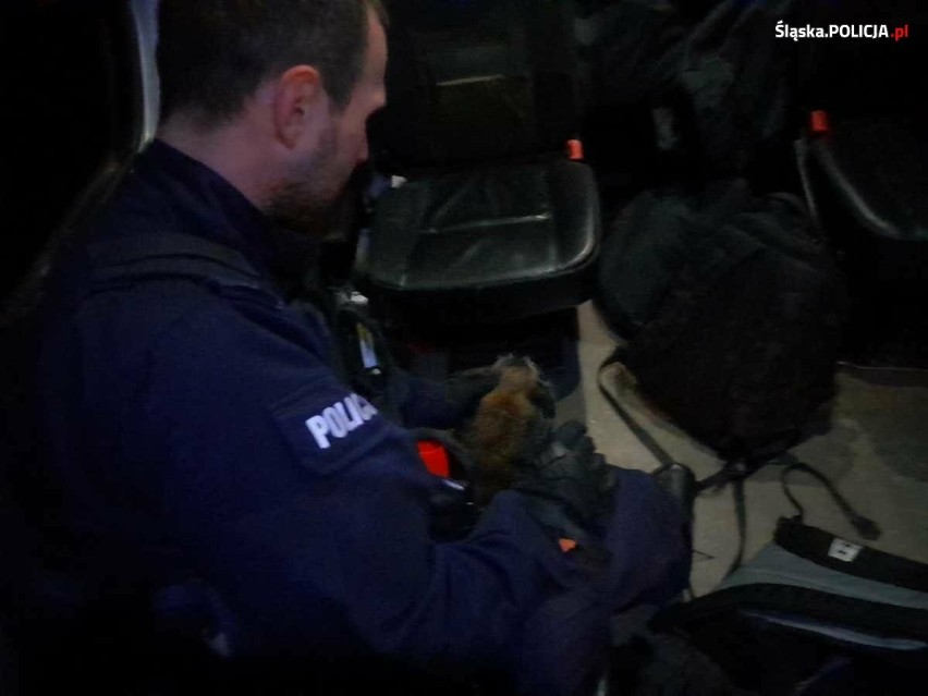 Policjanci z Katowic pomogli zbłąkanemu psu. Zwierzę trafiło do weterynarza, niestety nie jest znany jego właściciel