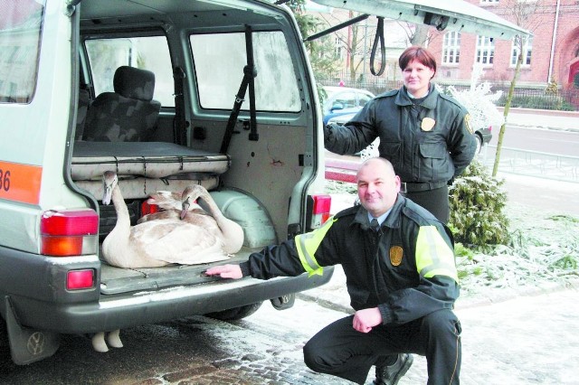 Dzięki interwencji naszych Czytelników, młode łabędzie całe i zdrowe zostały przewiezione do rzeki Ełk. Wspólną akcję ratowania młodych ptaków zorganizowali strażnicy miejscy wraz z ełckimi strażakami.