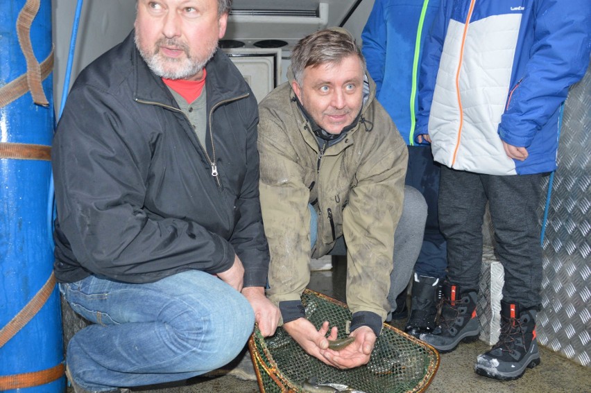 Zakopane. Wpuścili młode pstrągi do potoku przy Krupówkach [ZDJĘCIA]