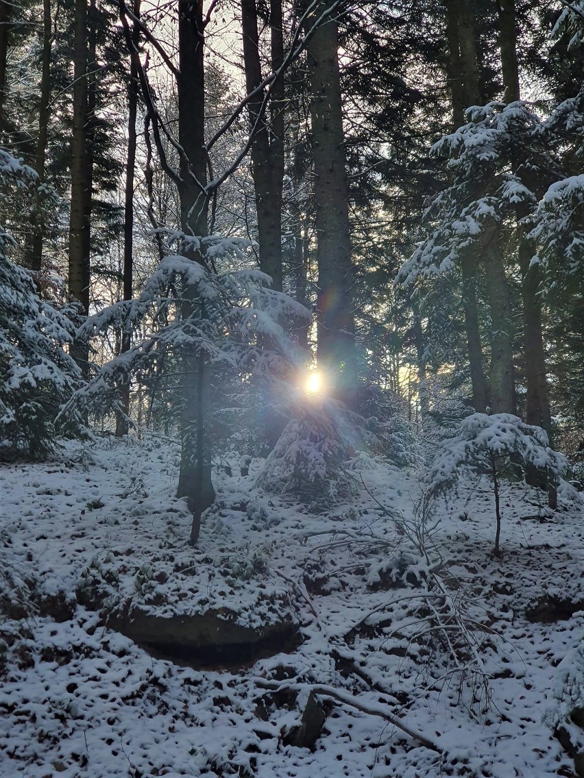 Beskid Sądecki. Zima zawitała w góry. Piękne widoki z Bacówki nad Wierchomlą, widać nawet Tatry. Zobacz zdjęcia