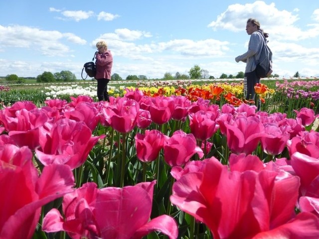 Tulipany na targach w Chrzypsku Wielkim3 maja, w Chrzypsku Wielkim (woj. wielkopolskie), podczas Międzynarodowych Targów Tulipanów, ochrzczono nową odmianę tulipana. Jego patronem został były premier - Leszek Miller.