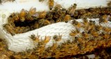 Zabójcza dla pszczół choroba w powiecie kartuskim i wejherowskim