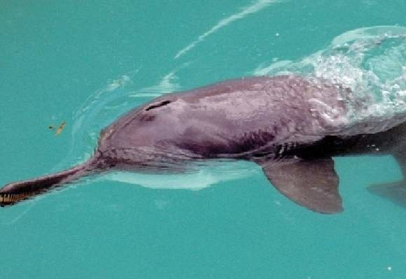 Dokładnie 671 delfinów wypatrzyli w Gangesie wolontariusze organizacji ekologicznej WWF.