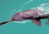 Policzyli delfiny w Gangesie