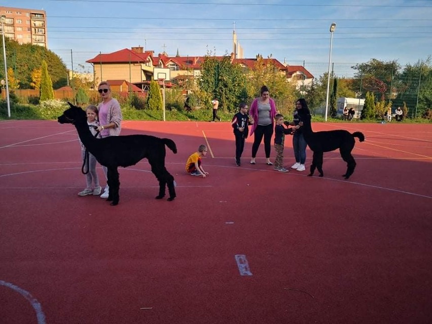 Wyjątkowa lekcja przyrody w Specjalnym Ośrodku Szkolno-Wychowawczym w Starachowicach. Dzieci zobaczyły z bliska... alpaki! [ZDJĘCIA]