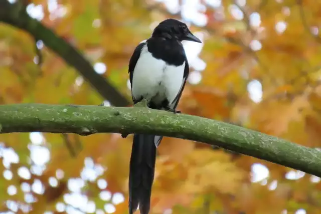 Ptaki w zagłębiowskich parkach jesienną porą Zobacz kolejne zdjęcia/plansze. Przesuwaj zdjęcia w prawo - naciśnij strzałkę lub przycisk NASTĘPNE