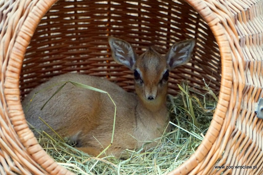 Najmniejsza antylopa świata urodziła się we wrocławskim zoo. Jest śliczna