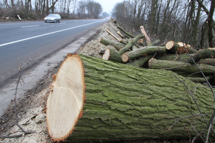 Na „berlince” trwa wycinanie prawie półtora tysiąca drzew