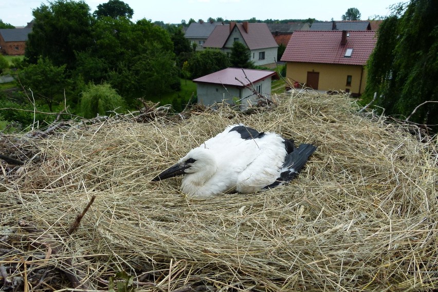 To samo gniazdo już po  usunięciu padłych ptaków