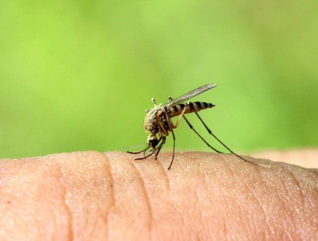Niektóre osoby są bardziej atrakcyjne dla komarów niż inne. Jeśli należysz do tej grupy na pewno chcesz się dowiedzieć czemu zawsze wybierają akurat ciebie, a innych gryzą mniej. To przyciąga komary! Zobacz kolejne slajdy, przesuwając zdjęcia w prawo, naciśnij strzałkę lub przycisk NASTĘPNE.