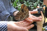 Palmiarnia Poznańska: Wystawa egzotycznych motyli trwa [ZDJĘCIA]