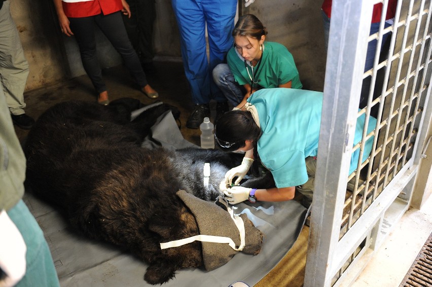 Dentysta odwiedził niedźwiedzie w poznańskim zoo