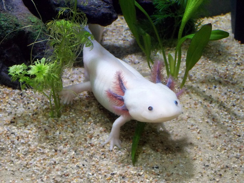 "Ryba z nogami" to axolotl lub inaczej ambystoma...