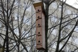 Ponad 500 budek dla ptaków powstało we wrocławskich parkach. Zobacz gdzie