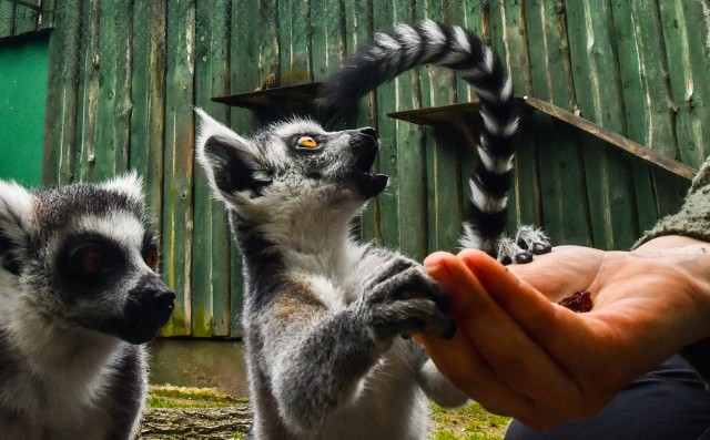 Jedną z niewątpliwych atrakcji Bydgoszczy jest myślęcińskie zoo