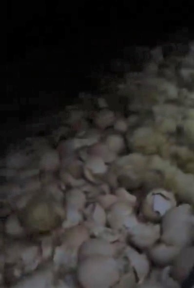 Kilkadziesiąt żywych kurczaków w kontenerze w Kiełpinie - policja sprawdza, dlaczego tam trafiły 