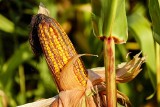Popularność kukurydzy rośnie w naszym regionie, bo ma przewagę nad innymi zbożami