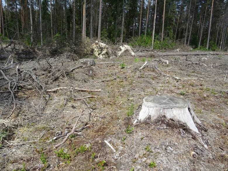 Ministerstwo: Polska realizuje wyrok TSUE. Przyrodnicy: To nie ochrona, a dalsza wycinka Puszczy (zdjęcia)