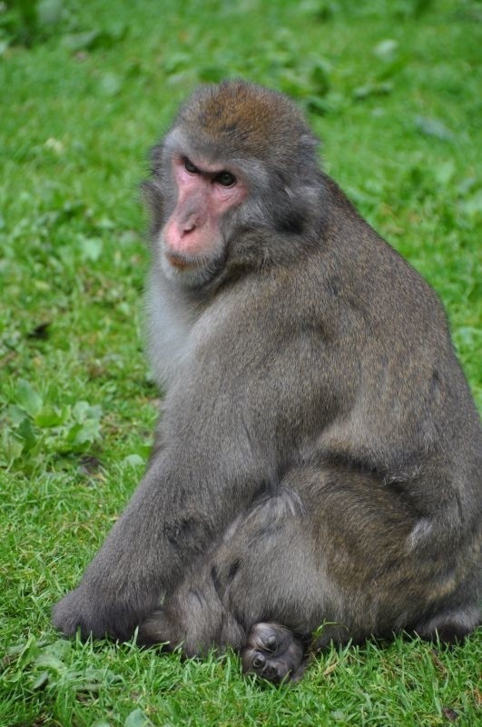 Austria. Spotkanie z makakami w ogrodzie w Lanckron