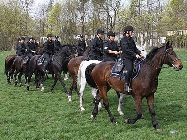 Konie i ich jeźdźcy stanowią ważne ogniwo sił prewencji poznańskiej policji.