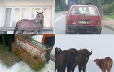 Koń na balkonie i bohaterska świnka. Te zwierzaki z regionu podbiły internet (zdjęcia) 