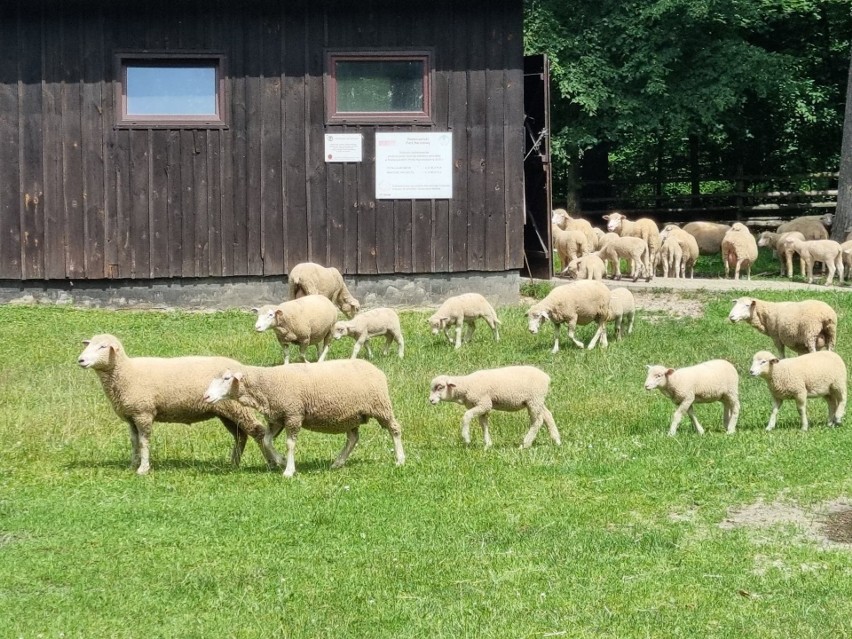 Florianka i stado owiec.