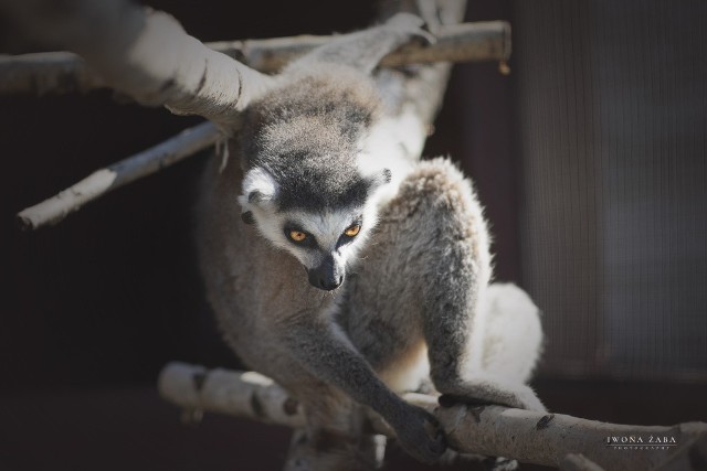 Sala zabaw alele/ Park Przygód i Atrakcji w WilkowicachPark znajduje się na kilkuhektarowej powierzchni w miejscowości Wilkowice, należącej do gminy Zbrosławice. Zlokalizowany jest na terenie Rodzinnego Centrum Rozrywki, które oferuje wiele atrakcji, w tym salę zabaw dla dzieci. Park Przygód i Atrakcji został zlokalizowany na terenie rozległego parku krajobrazowego, który dzięki malowniczemu stawowi i pięknie zagospodarowanej przestrzeni z cudną roślinnością, nabrał obecnie jeszcze większego uroku.Lokalizacja:Adres: Księżoleśna 1, 42-674 WilkowiceGodziny otwarcia:MAJ - CZERWIECponiedziałek-czwartek od 13:00 do 20:00piątek-niedziela od 11:00 do 20:00LIPIEC -SIERPIEŃ codziennie od 11.00 do 20.00WRZESIEŃ - PAŹDZIERNIK:poniedziałek-czwartek od 13:00 do 19:00piątek-niedziela od 11:00 do 19:00Święta kościelne, państwowe w miesiącach kiedy park jest czynny  11:00 do 19:00