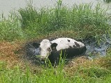 Podczas poszukiwań zaginionego Ukraińca strażacy uratowali krowę, która ugrzęzła w bagnie [ZDJĘCIA]
