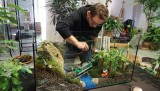 Ogrody w szkle w Łodzi. Wystawa roślinnych kompozycji w szklanych pojemnikach w Ogrodzie Botanicznym w Łodzi